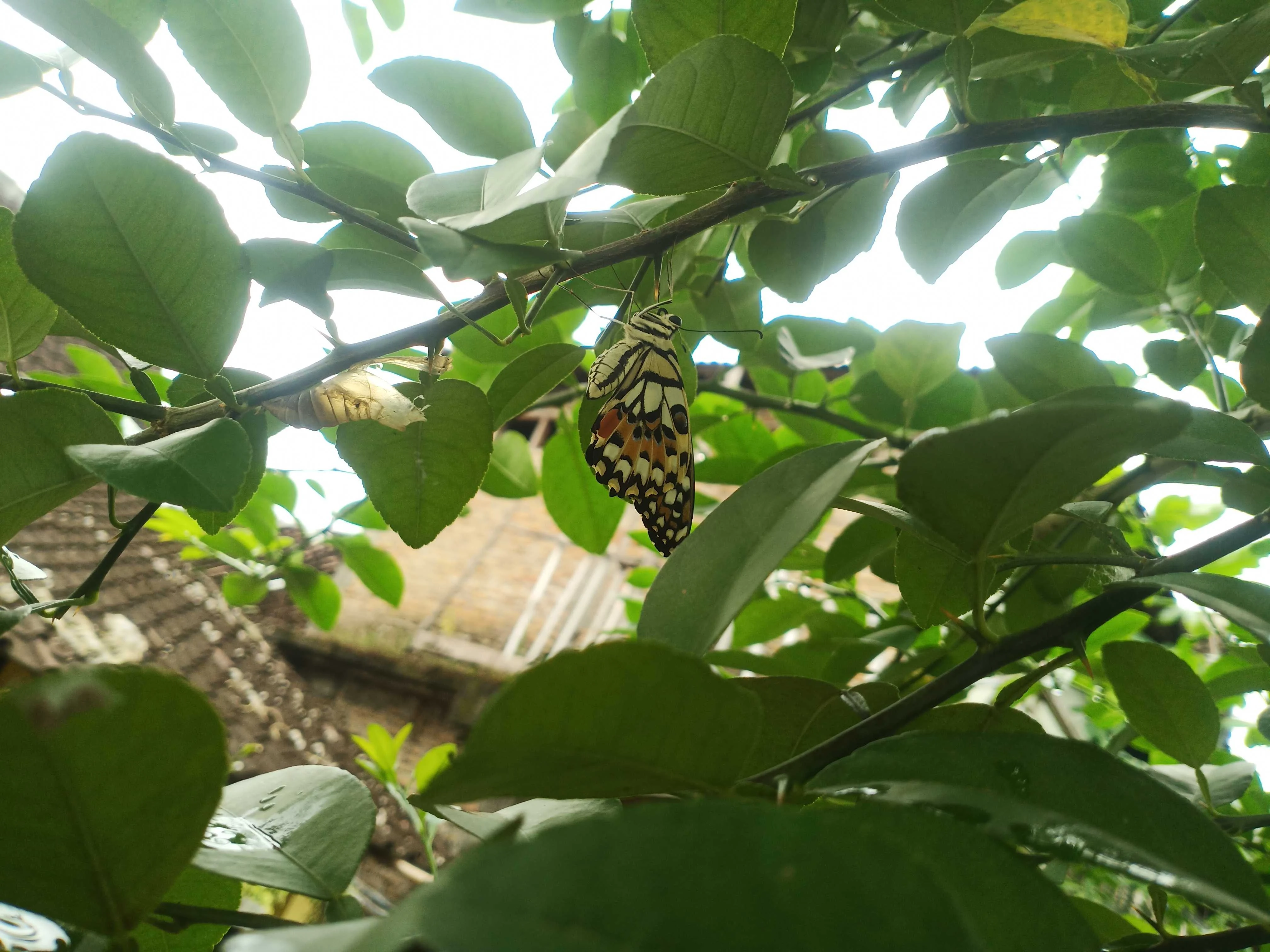 Butterfly in Foliage