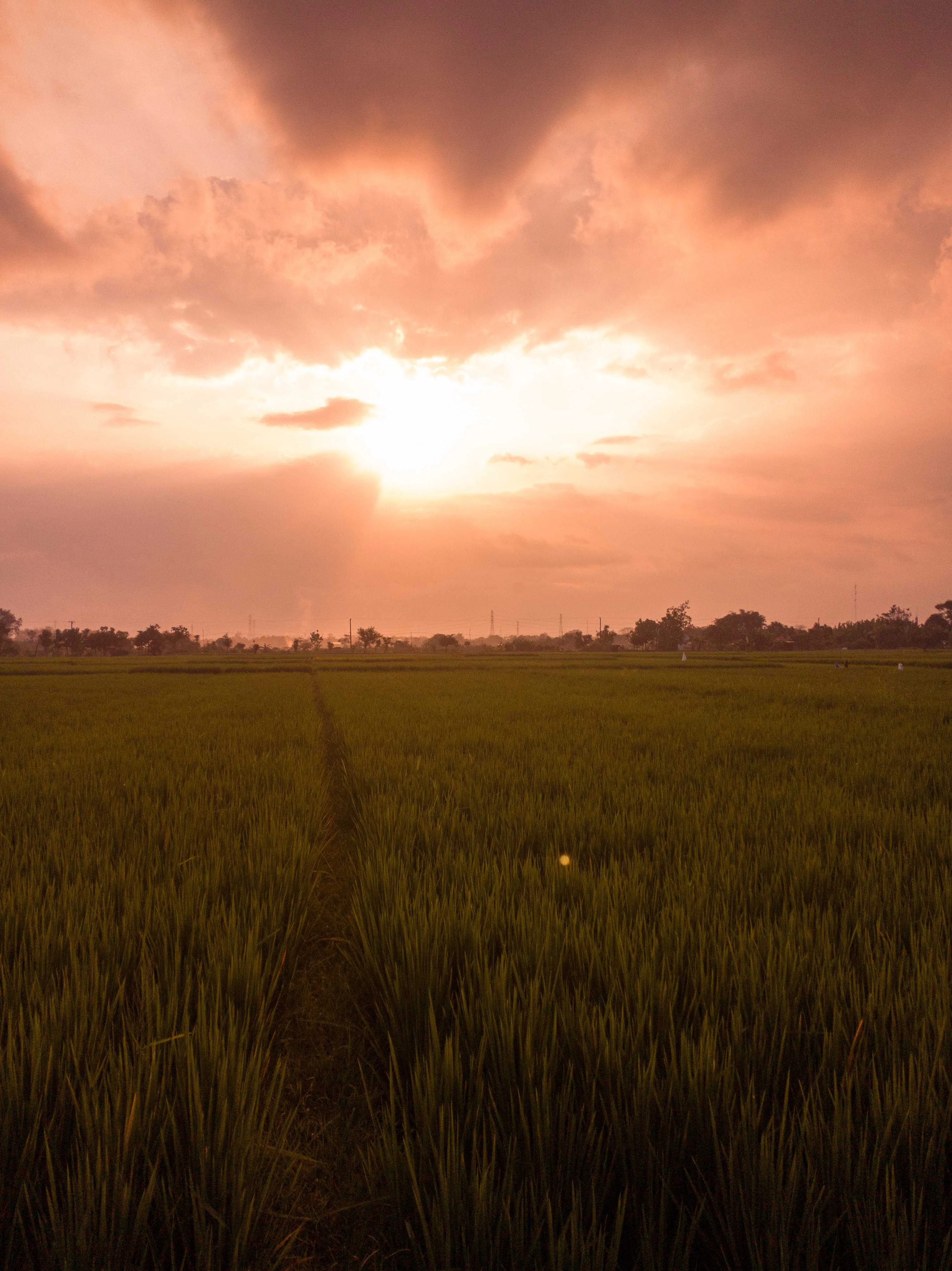 Rice Field at Golden Hour